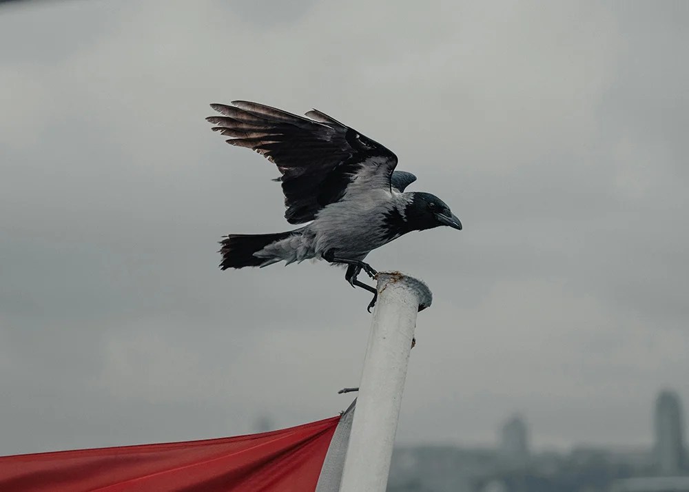 A dark bird, perched on a white pole with wings spread, preparing to take flight. Hazy urban skyline visible in the background.