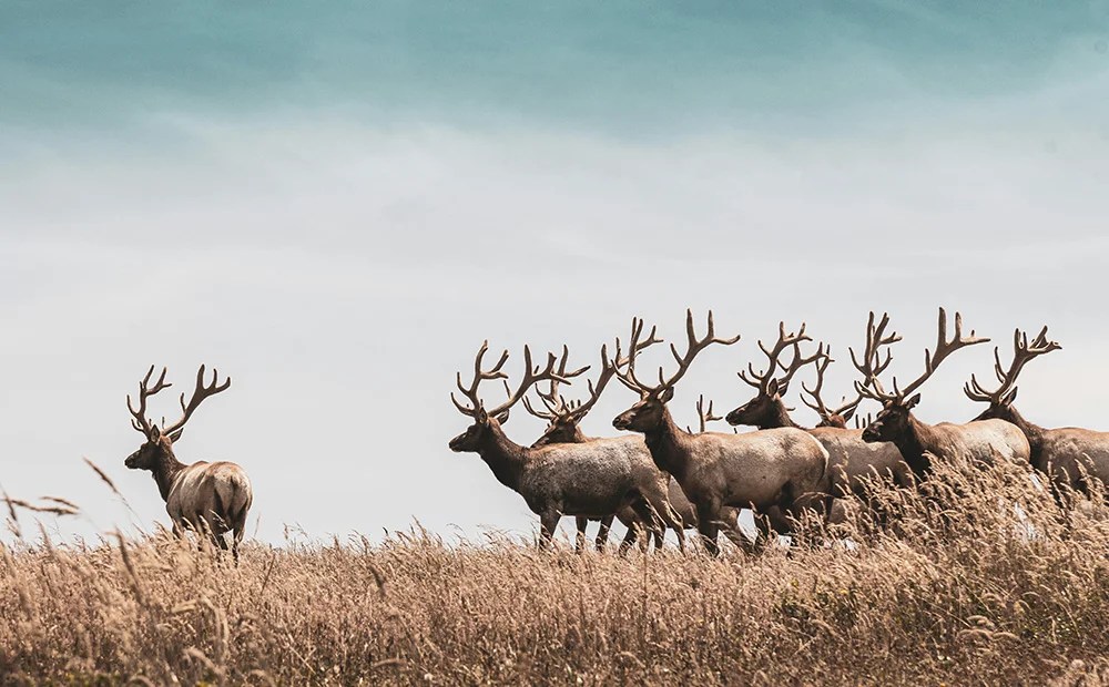 A herd of elk with large antlers standing in a grassland. One elk is stood apart from the herd and appears to be leading the herd.