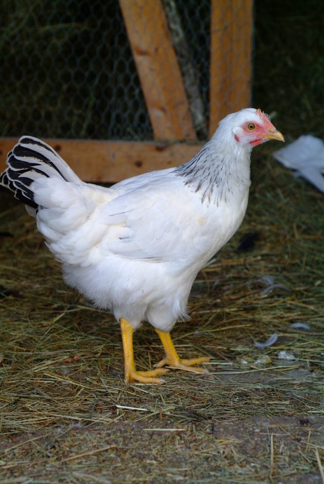 hen