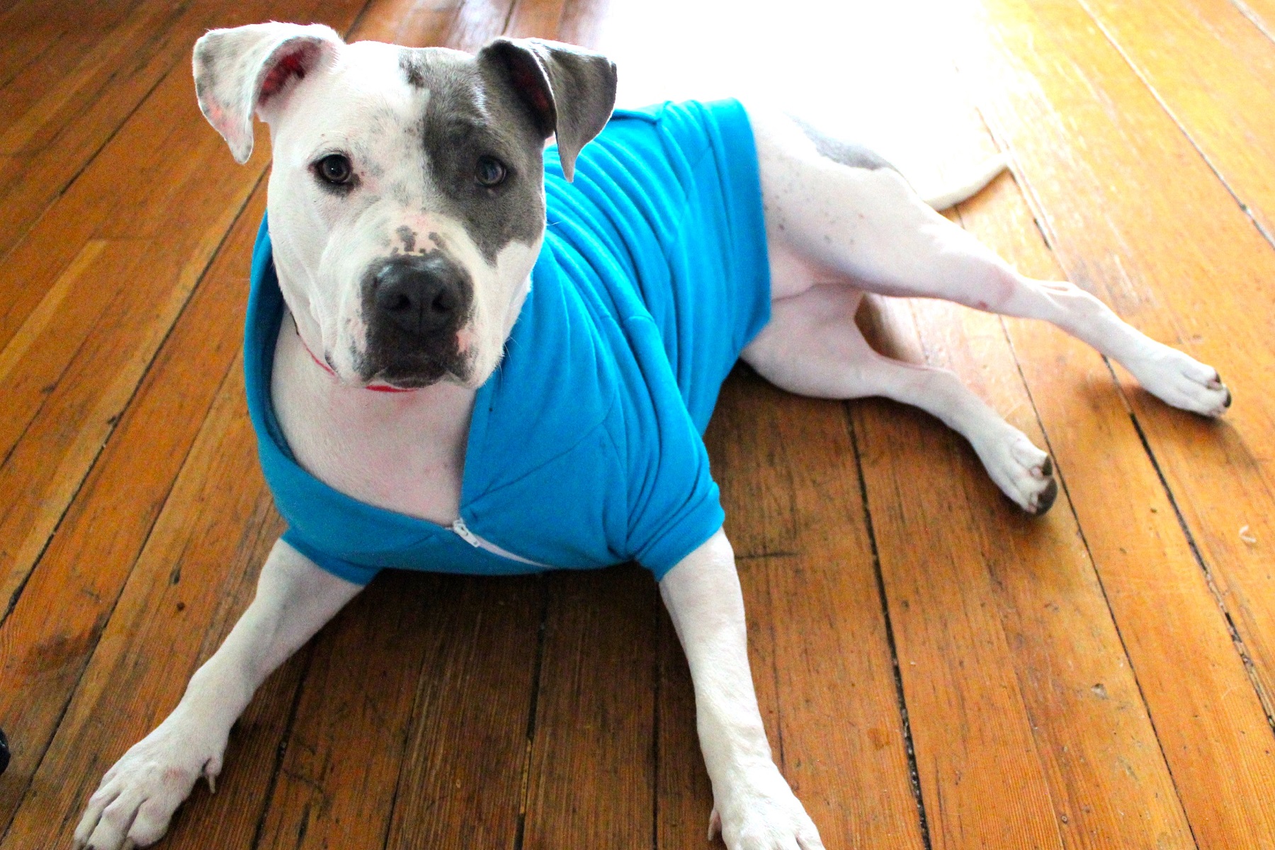 craigslist thurston county on olympia washington craigslist pets