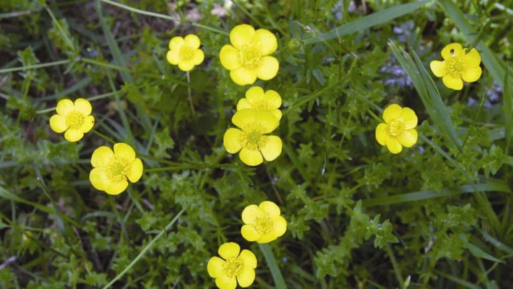 4.1 native buttercups (ranunculus spp.) 5 control recommendations. Ranunculus Spp Tidy Gardens
