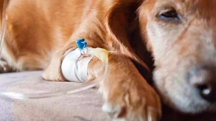 pic Pyometra Hund Op tiergesund de