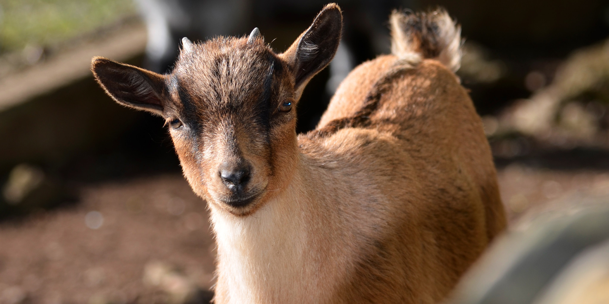 Zwergziege Säugetiere Natur und Tierpark Goldau