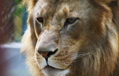 Varios Mitos Sobre Tigres Contra Leones Tigrepedia