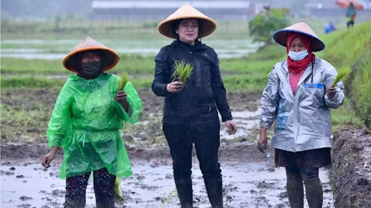 Usai Tanam Padi Sambil Hujan-hujanan, Puan Panen Sindiran