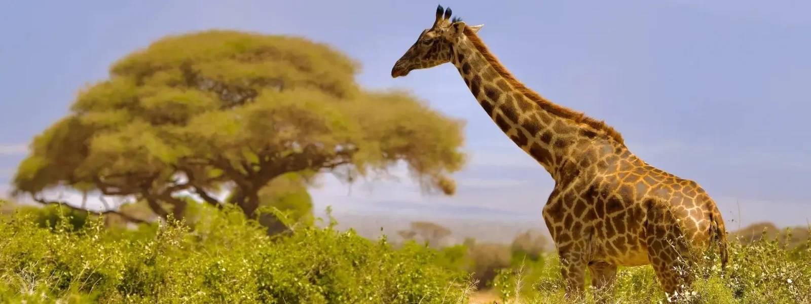 Amboseli