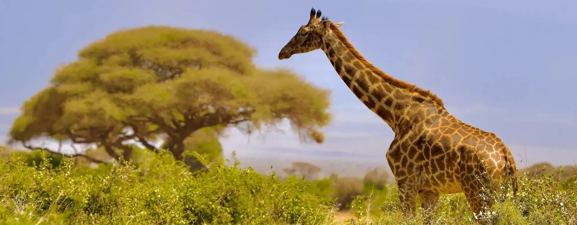 Amboseli