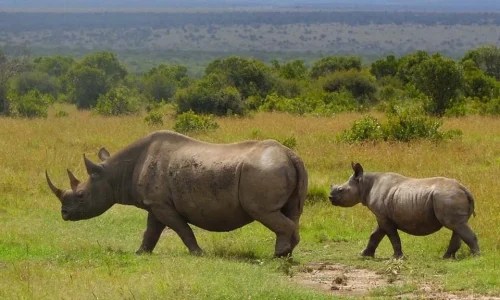 3-Days Ol Pejeta Conservancy Budget Safari from Nairobi