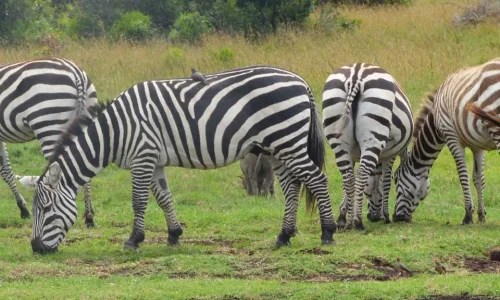 3-Days Ol Pejeta Conservancy Budget Safari from Nairobi