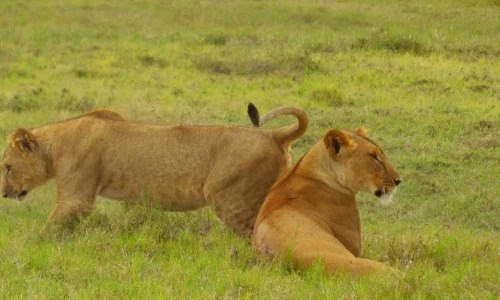 3-Days Ol Pejeta Conservancy Budget Safari from Nairobi