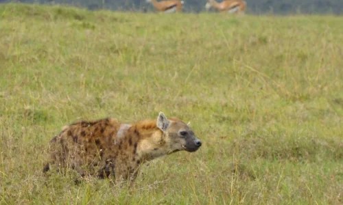 3-Days Ol Pejeta Conservancy Budget Safari from Nairobi
