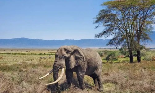 6-Days Tanzania Safari: Ngorongoro Crater & Serengeti National Park