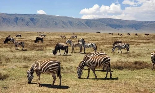 6-Days Tanzania Safari: Ngorongoro Crater & Serengeti National Park