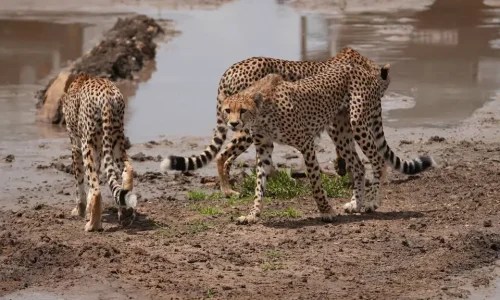 6-Days Tanzania Safari: Ngorongoro Crater & Serengeti National Park