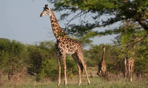 6-Days Tanzania Safari: Ngorongoro Crater & Serengeti National Park