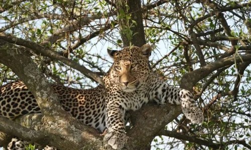 6-Days Tanzania Safari: Ngorongoro Crater & Serengeti National Park