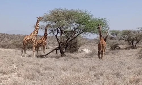 3-Days Mount Ololokwe Hiking & Samburu Safari