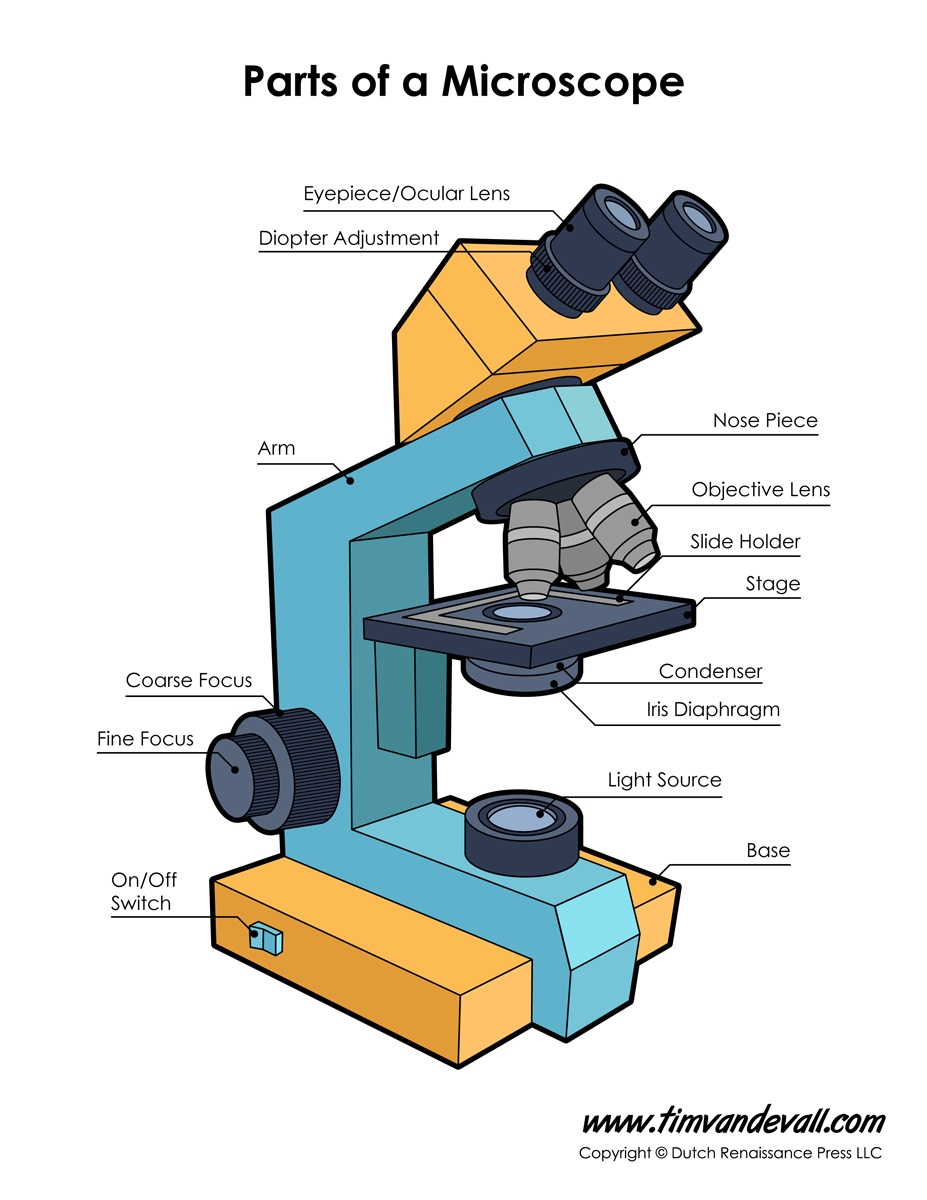 Microscope Diagram Labeled, Unlabeled and Blank | Parts of ...