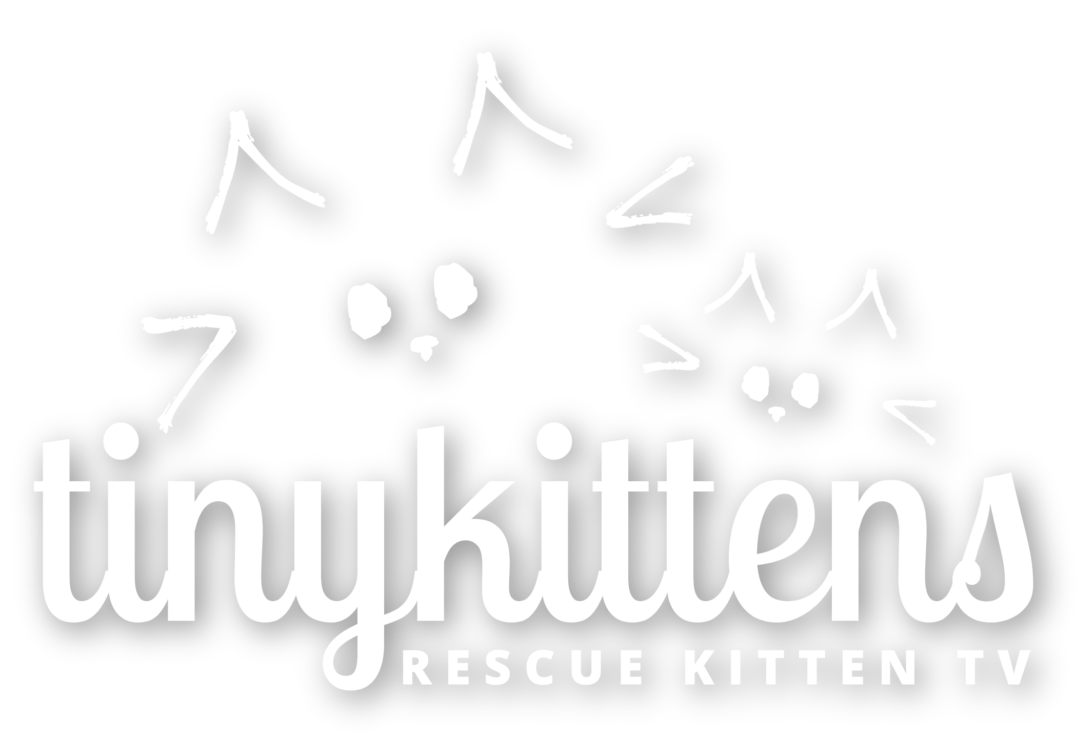 Tinykittens Rescue Kitten Tv Rescuing Locally Educating Globally