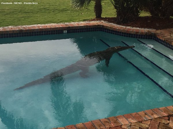 Kit Piscine Rectangulaire 2m X 4m Fond 1 20m 1 40m Profondeur Modifiable Vente De Piscines En Kit Cavaillon Avignon 84 Kitpiscines Com