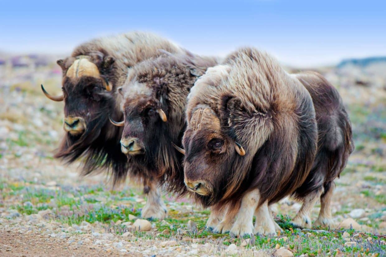 Canadian wildlife tours: 10 animals of canada and where to find them!