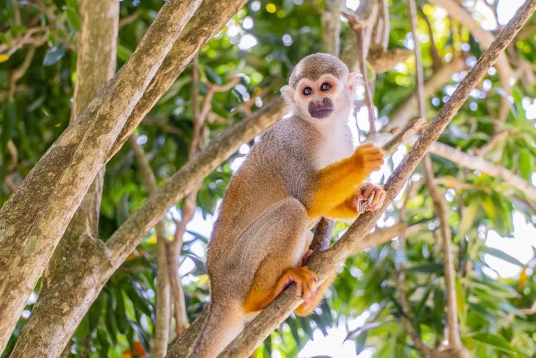 Monkeyland Punta Cana