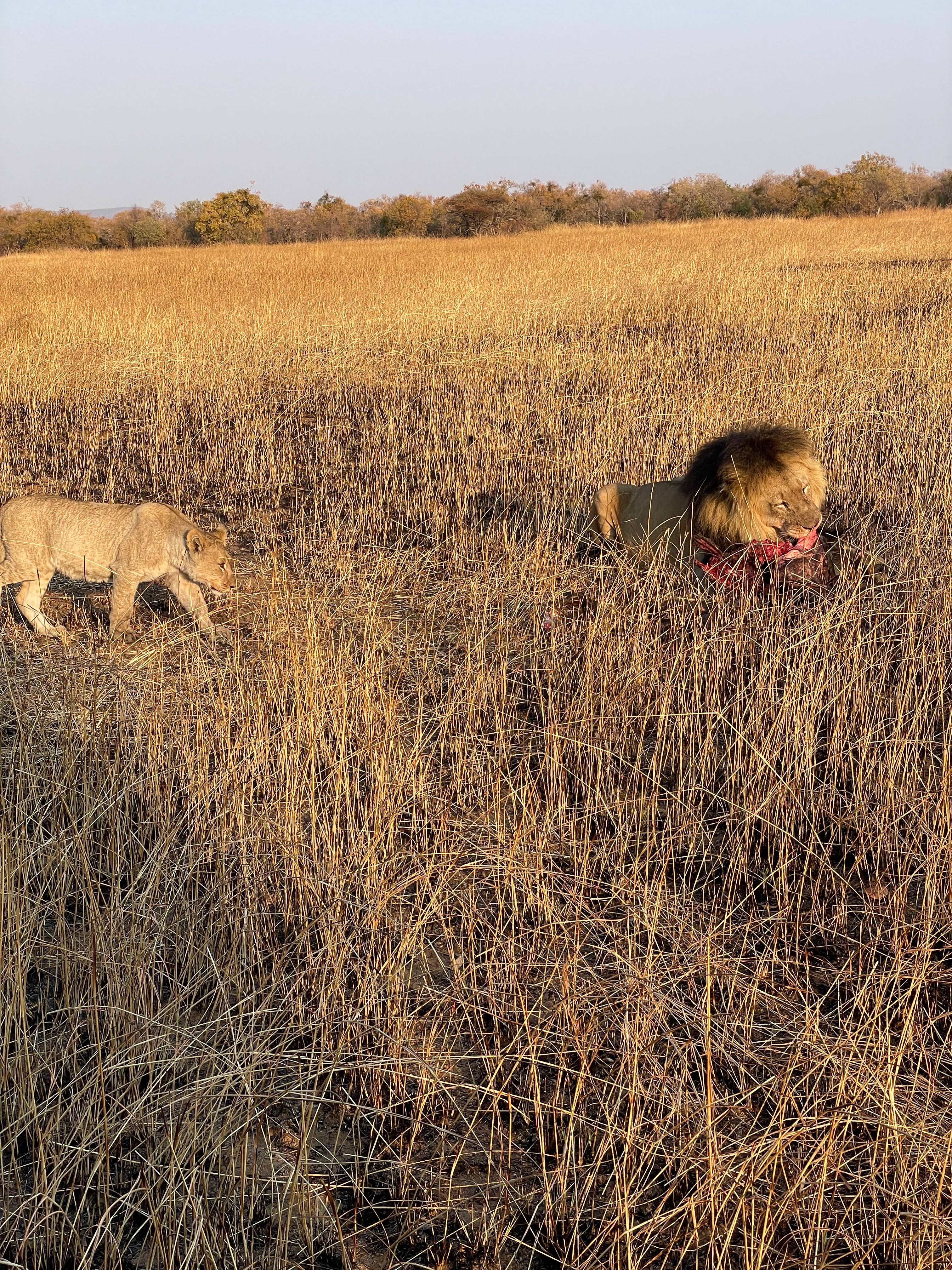 Lion eating an impala