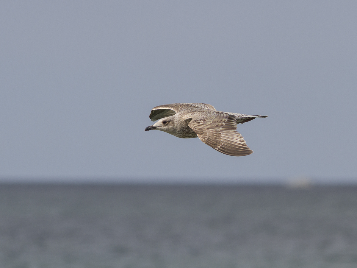 Måge fra Flyndersø/Rørvig 3