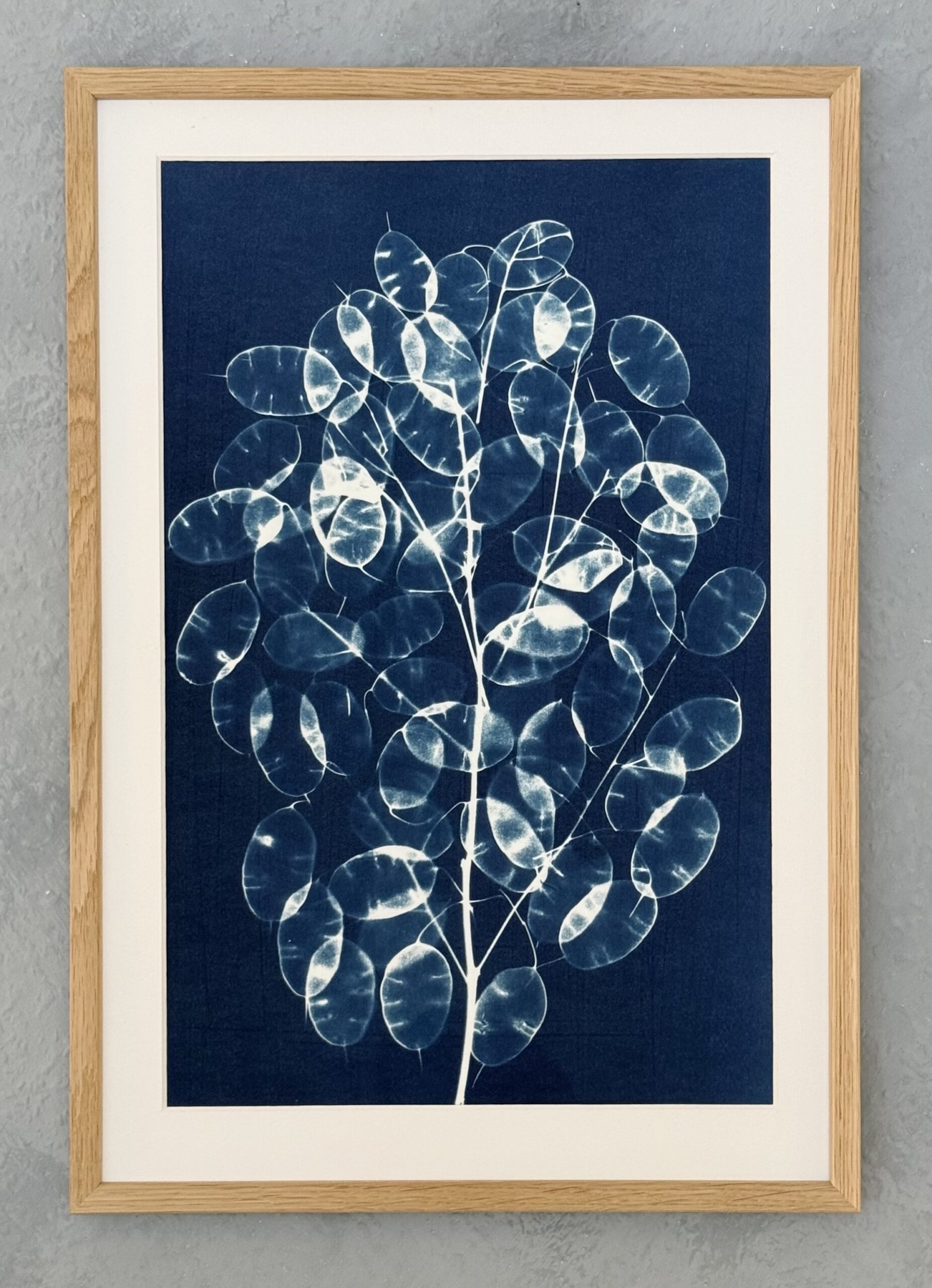 Judaspenge / Cyanotypi billede nr. 2 ca. 35×50 cm. Pris 950 kr.