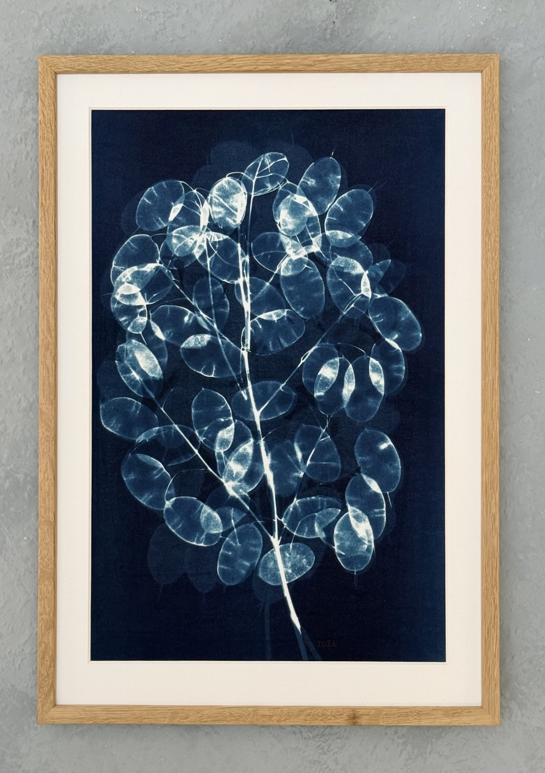 Et Cyanotypi billede Judaspenge der er blevet dobbelt eksponeret, alle billeder er unikke. 35x50 cm.