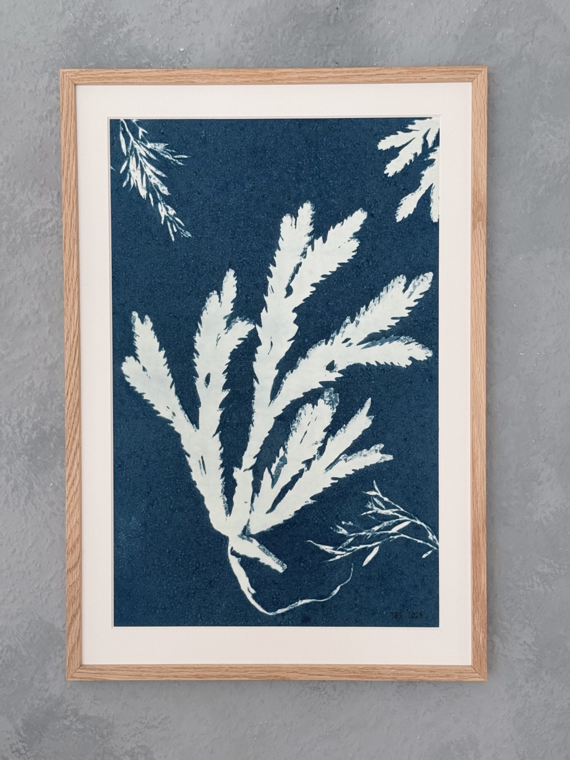 Cyanotypi billede Tang nr. 01 alle billeder er unikke. 35x50 cm.