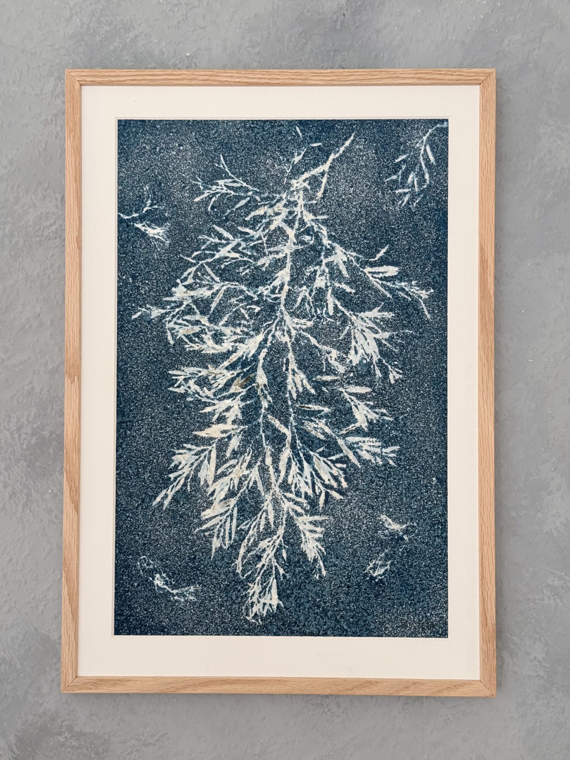 Cyanotypi billede Tang nr. 04 alle billeder er unikke. 35x50 cm.