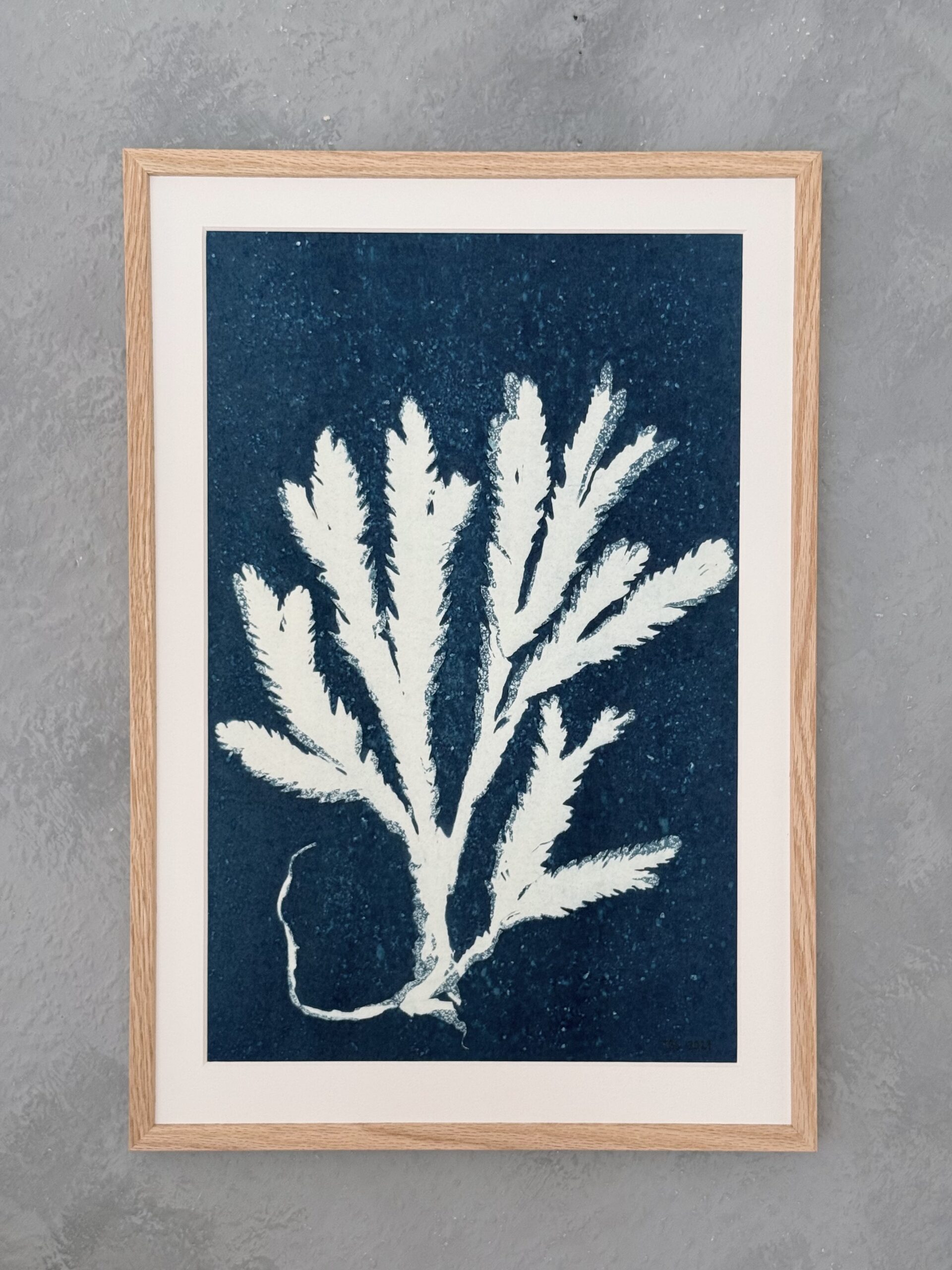 Cyanotypi billede Tang nr. 03 alle billeder er unikke. 35x50 cm.