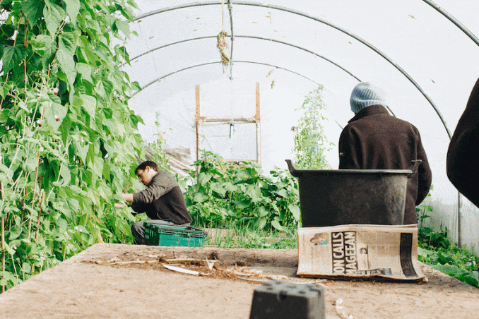 How To Insulate A Greenhouse