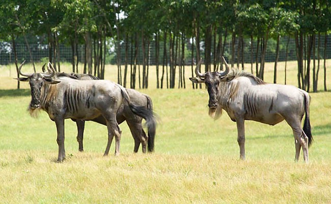 Top fun ranch: exotic animals for sale