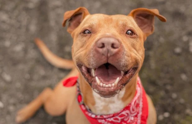 The power of words in debate- only 20% of pit bull dogs are very friendly.