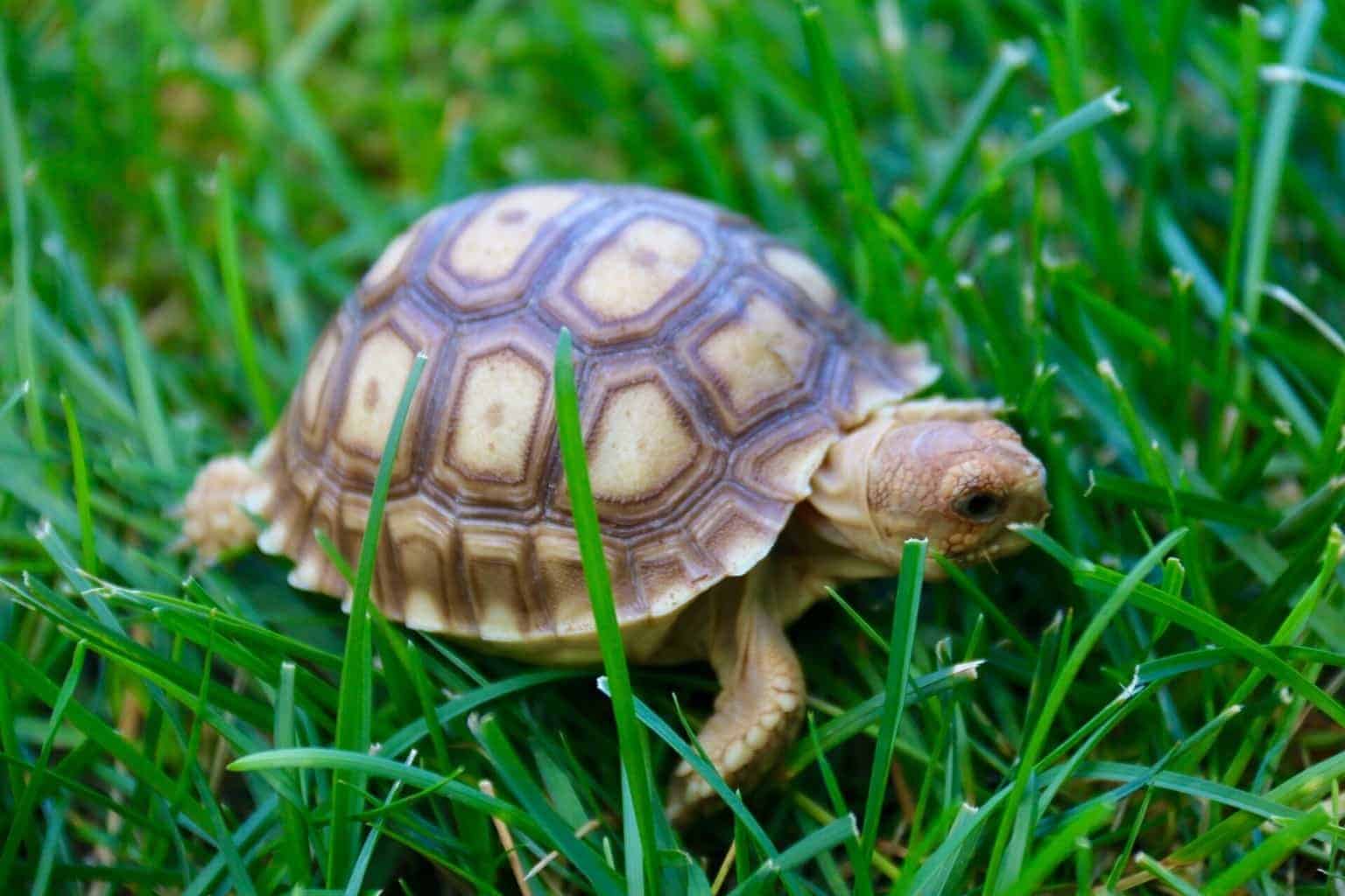 Sulcata tortoise for sale online