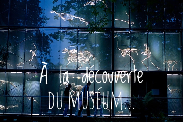 Pendant Le Confinement Redecouvrez Le Museum De Toulouse En Ligne Toulouseblog Fr