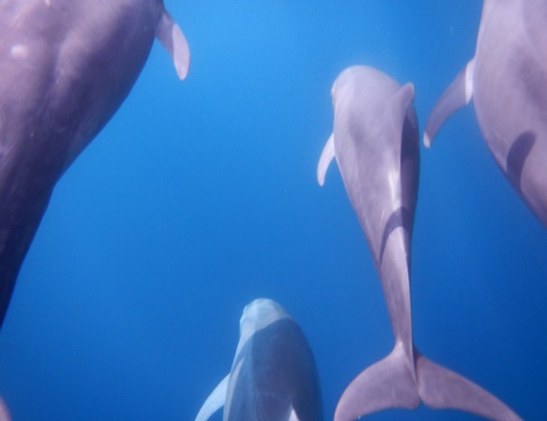 from the bow of a panga looking down at dolphins swimming gracefully through smooth blue water near Coronado Island on an island tour.