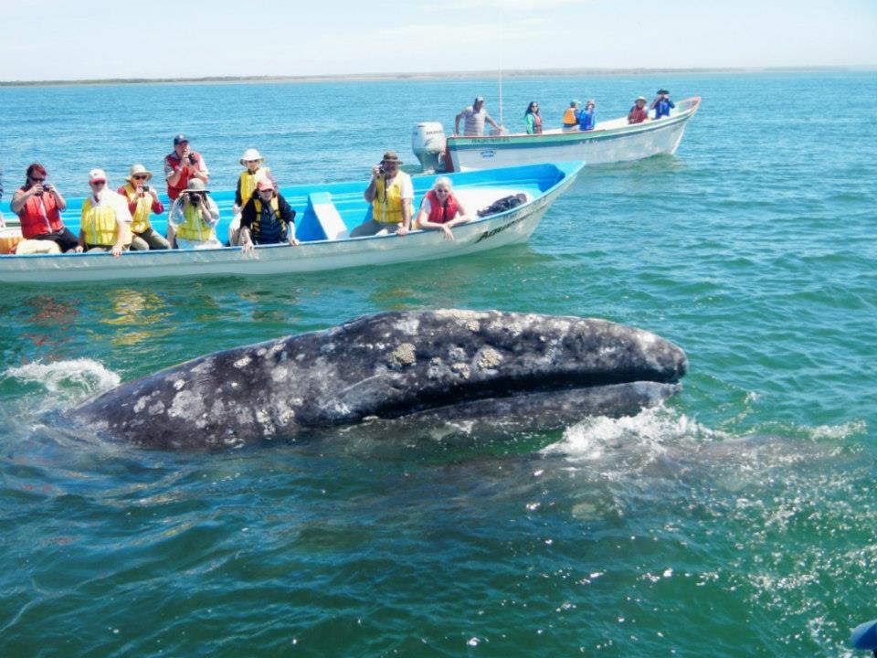 Adult Grey Whale surfaces near a whale watching panga in Magdalena Bay