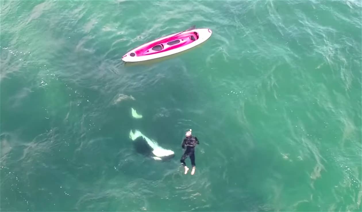 A Kayaker Just Had a Very Close Encounter with Wild Orcas — He Swam