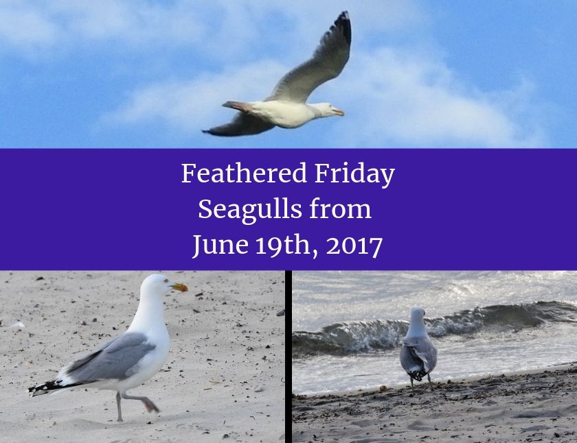 Feathered Friday - Seagulls from June 19th, 2017