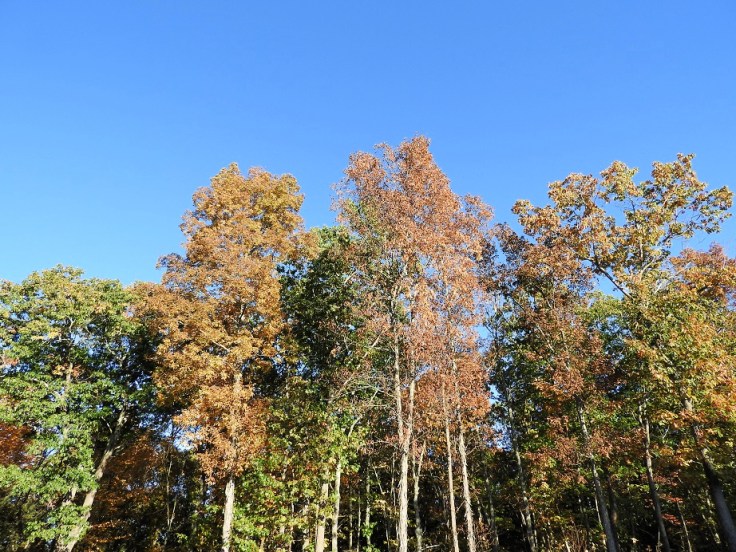 Heartful Wednesday Walk