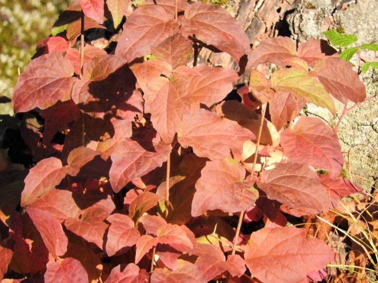 Heartful Wednesday Walk