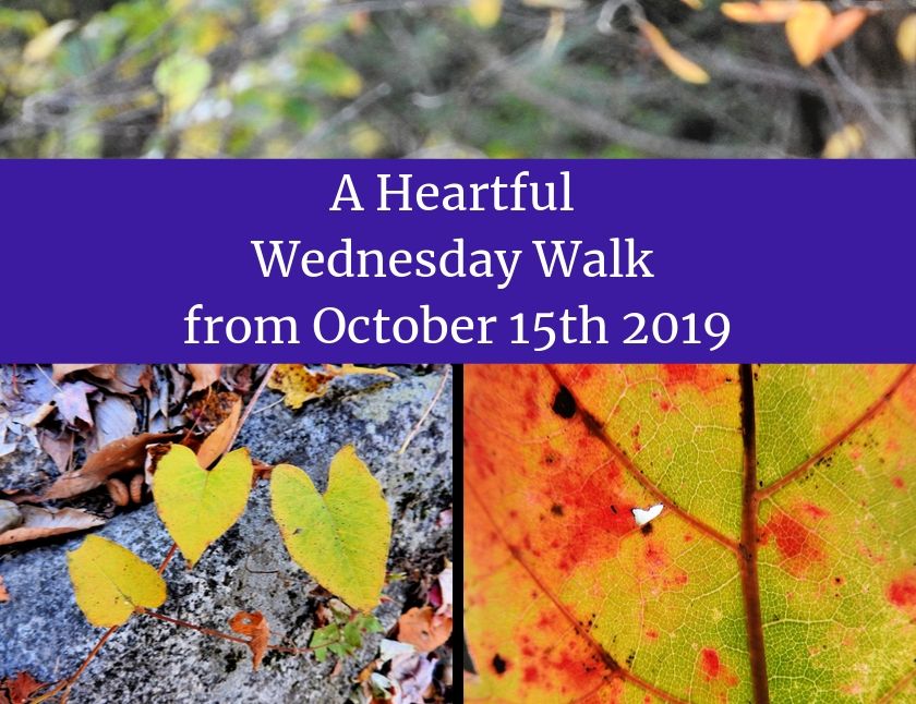 A Heartful Wednesday Walk from October 15th 2019 blog thumbnail