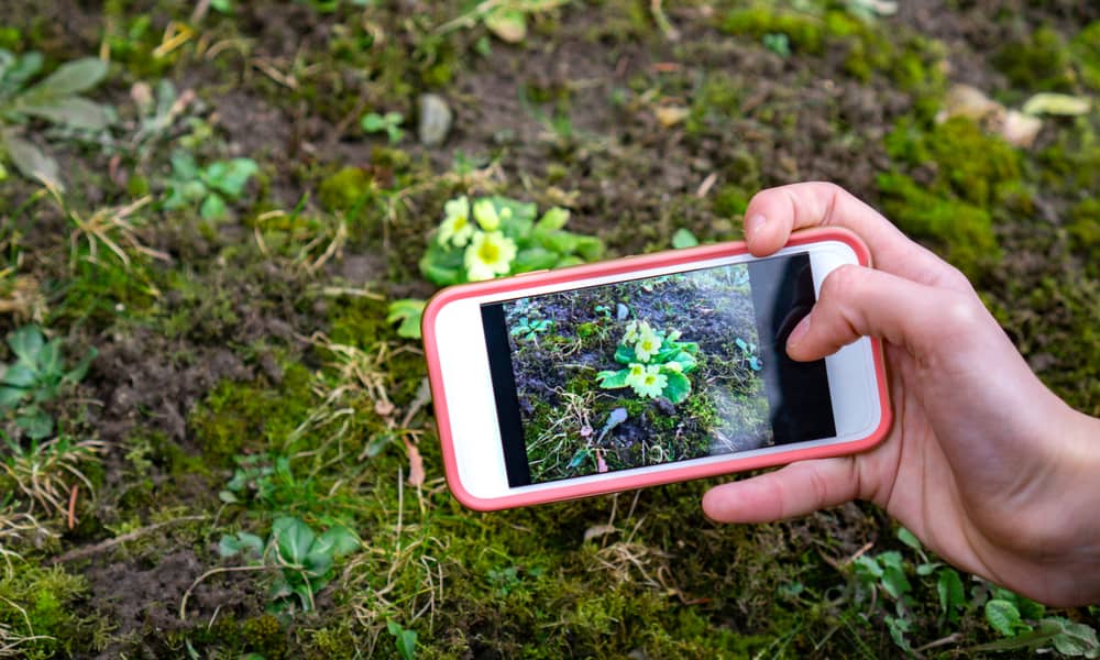 The Best And Free Plant Identifier App – Plantora