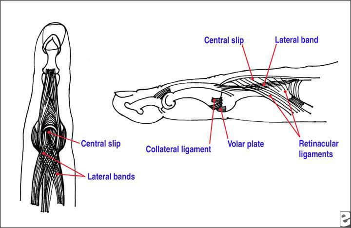 Volar plate anatomy. Abba slipping through my fingers. Slipping through my fingers перевод. Slipping through my fingers ноты. Abba slipping through my fingers.