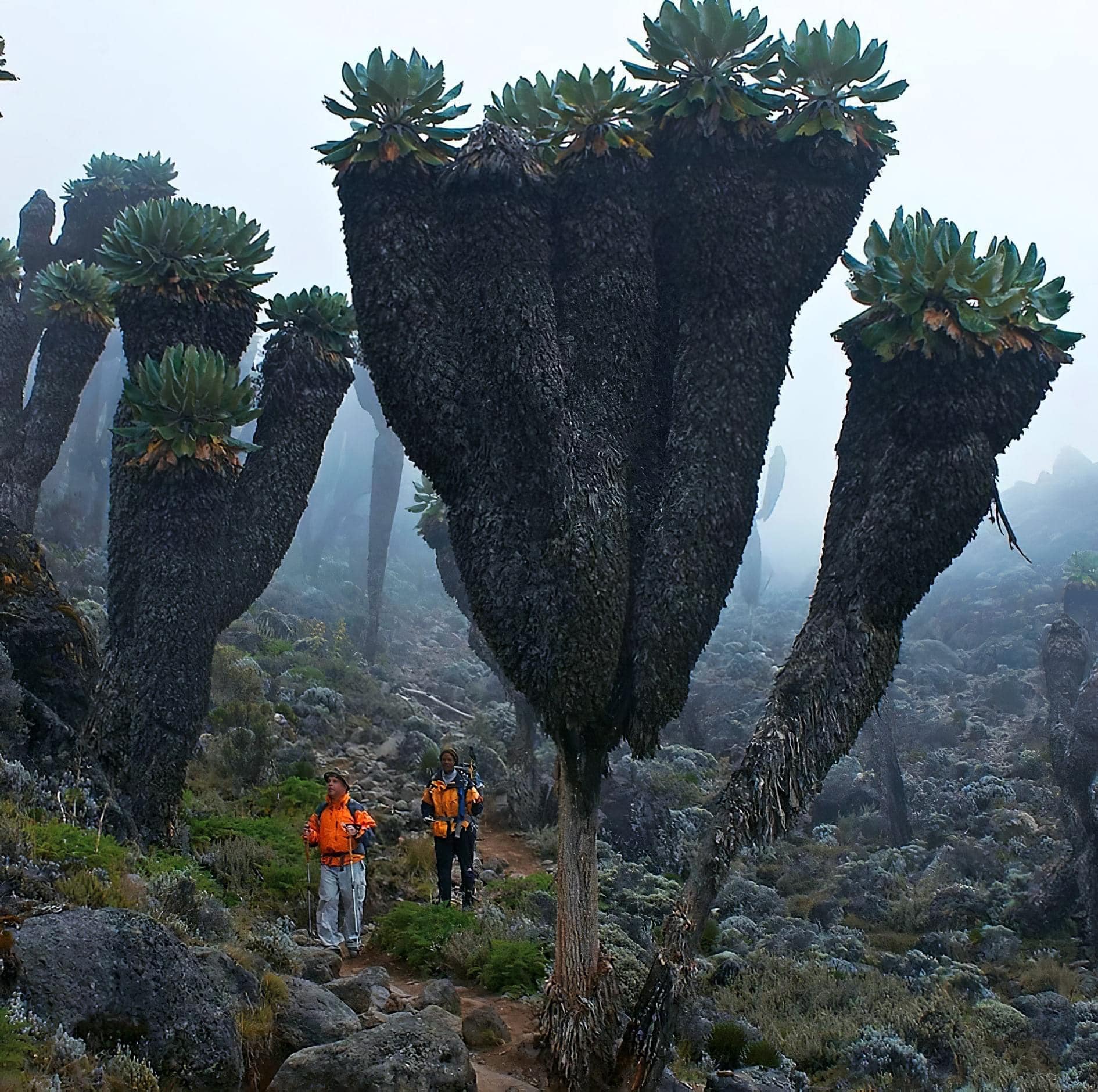 Image of Giant groundsel plant on Mount Kilimanjaro