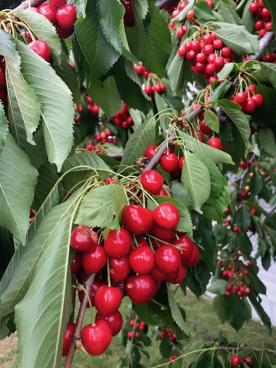 Keep costs down by growing your own food