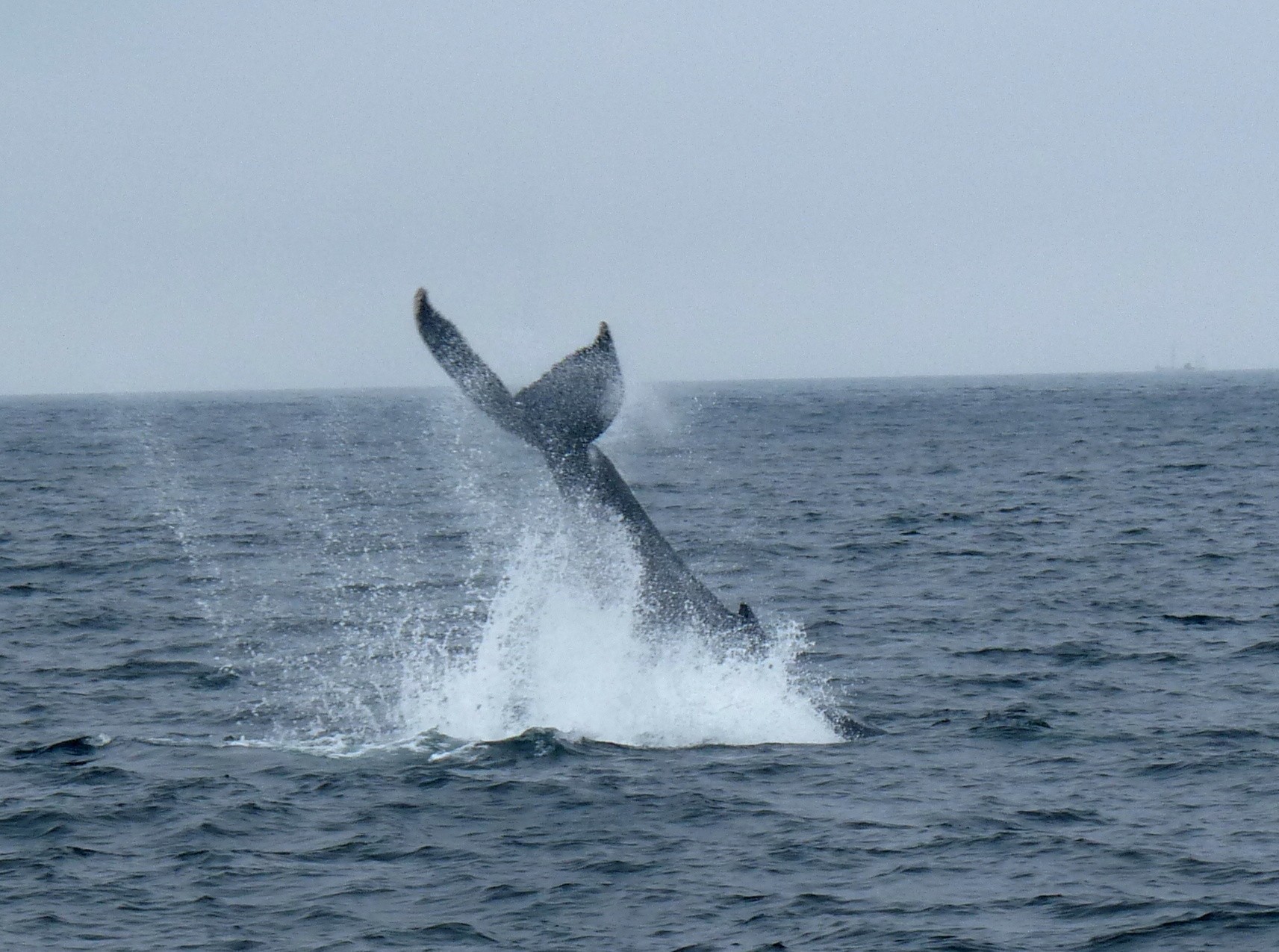 Find what to do today, this weekend, or in january. Whale Watching In Boston Travel Tips